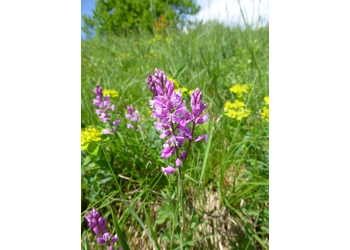 Schopfige Kreuzblume (Polygala comosa) - © Philipp Sengl